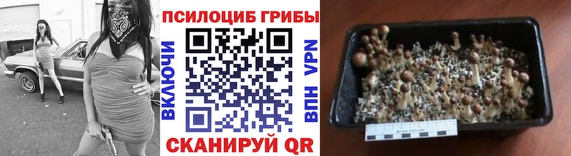 Галлюциногенные грибы Cubensis Ядрин